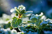 France, Vaucluse, Luberon, Lourmarin, morning frost on grass