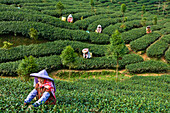 Taiwan, Nantou District, Lugu Mountains at more than 2000 m height, pickers in plantations of Oolong Tea considered as one of the famous tea of the world