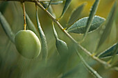 France, Vaucluse, Luberon, Lourmarin, olives