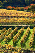 France, Vaucluse, Luberon, near Bonnieux, vineyard, AOC Cote du Luberon