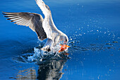 Norway, Nordland County, Lofoten Islands, gull fushing