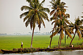 India, Kerala State, Allepey, the backwaters, canal system among the rice fields