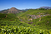 India, Kerala State, Munnar, a village among the tea plantations