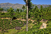 India, Kerala State, Munnar, tea plantations