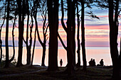 Beech forest along the Baltic sea coast near Heiligendamm, Mecklenburg Vorpommern, Germany