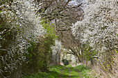 Weg mit Schlehenhecke bei Schwerin, Mecklenburg Vorpommern, Deutschland