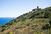 Fort Saint Elme, Collioure, Côte Vermeille, Mediterranean Sea, Pyrénées Orientales, Occitanie, Languedoc Roussillon, France