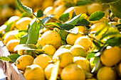 France, Alpes Maritimes, Menton, market in front of the municipal covered market, lemon