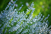 France, Vaucluse, Luberon, Lourmarin, labelled Les Plus Beaux Villages de France (The Most Beautiful Villages of France), la Feniere Inn, flowers