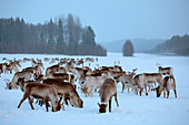 Finland, Lapland Province, reindeer (Rangifer tarandus)