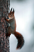 Finland, Lapland Province, Red Squirrel (Sciurus vulgaris)