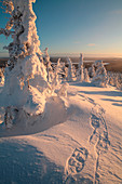 Finland, Lapland Province, Kuusamo, taiga, snowshoe hike