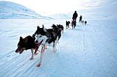 Sweden, County of Norrbotten, Lapland, Alesjaur, hiking trail of Kungsleden, sled dog tour