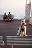Frankreich, Alpes Maritimes, Nizza, Foxterrier Hund in der Promenade des Anglais