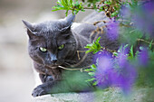 Frankreich, Var, La Cadiere d'Azur, Katze in einem Garten