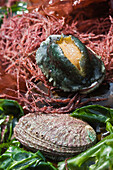 France, Finistere, Plouguernau, Sylvain Huchette from France Haliotis breeds abalones in high sea, close-up