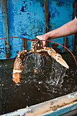 Frankreich, Côtes d'Armor, Loguivy de la Mer, Hummer Fisch gehört, auch zu den Hummer Bauern der Küste