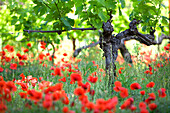 France, Bouches du Rhone, Aix en Provence, Coteaux d'Aix en Provence, vineyard and poppies