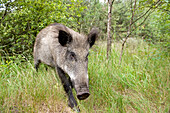 Lithuania (Baltic States), Klaipeda County, Curonian Spit, national park, wild boar in the reserve of Nagliu
