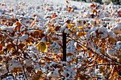 France, Bouches du Rhone, Puyricard, AOC Coteaux d'Aix en Provence vineyards under the snow