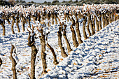 Frankreich, Bouches du Rhone, Puyricard, Route du Seuil, Château du Seuil Weindomäne AOC Coteaux d'Aix-en-Provence Weinberge unter dem Schnee