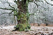 Oak in pastoral forest, North Hesse, Germany