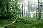 Beech forest, Fuerstlich Lowwensteinscher Park, Spessart Nature Park, Lower Franconia, Bavaria, Germany
