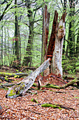 Deadwood, Rohrberg nature reserve, Spessart Nature Park, Lower Franconia, Bavaria, Germany