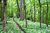 Bärlauchblüte, Schloßberg, Naturpark Steigerwald, Unterfranken, Bayern, Deutschland