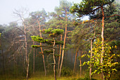 Kiefernwald im Naturschutzgebiet Hohefeldplate, Unterfranken, Bayern, Deutschland
