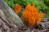 Yellow stagshorn, a jelly fungus, Calocera viscosa, Bavarian Forest National Park, Lower Bavaria, Bavaria, Germany