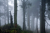 Spruce Forest at Brocken mountain, Harz National Park, Saxony-Anhalt, Germany