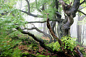 Old beech, Rhoen Biosphere Reserve, Bavarian Rhoen Nature Park, Bavaria, Germany