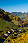 Muenstertal in the autumn, Southern Black Forest, Black Forest, Baden-Wuerttemberg, Germany