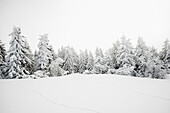 Schneebedeckte Fichten, Schauinsland, Freiburg im Breisgau, Schwarzwald, Baden-Württemberg, Deutschland