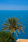 Palm tree, rooftop and sailboat, near Banyalbufar, Mallorca, Balearic Islands, Spain