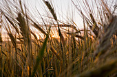 Close up of tall grass in field