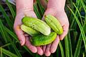 Close up of hands holding green cucumbers in grass