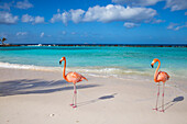 Flamingos on Flamingo beach, Renaissance Island, Oranjestad, Aruba, Lesser Antilles, Netherlands Antilles, Caribbean, Central America