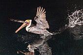 An adult brown pelican (Pelecanus occidentalis) at night near Isla Santa Catalina, Baja California Sur, Mexico, North America