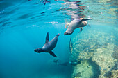 Curious California sea lion pups (Zalophus californianus), underwater at Los Islotes, Baja California Sur, Mexico, North America