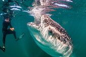 Whale shark (Rhincodon typus) underwater with snorkelers off El Mogote, near La Paz, Baja California Sur, Mexico, North America