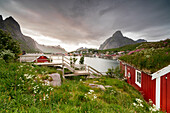 Green grass and flowers frame the typical Rorbu surrounded by sea, Reine, Nordland county, Lofoten Islands, Arctic, Northern Norway, Scandinavia, Europe
