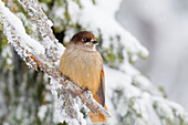 Siberian jay (Perisoreus infaustus), perched on a snow covered branch, Taiga Forest, Finland, Scandinavia, Europe