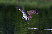 Osprey (Pandion haliaetus) leaving a small loch with a fish in its talons, Scotland, United Kingdom, Europe