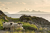 Sheep on the beach at Camusdarach, Arisaig, Highlands, Scotland, United Kingdom, Europe