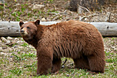 Cinnamon black bear (Ursus americanus), Yellowstone National Park, Wyoming, United States of America, North America