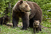 Grizzly bear (Ursus arctos horribilis) sow and two cubs of the year, Yellowstone National Park, Wyoming, United States of America, North America