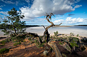 Dead tree at the shores of Goog's Lake, a salt lake, Goog's Track, Australia, South Australia