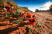 Flowering Sturt Desert Pea along the track to Tarcoola, Tarcoola, Australia, South Australia